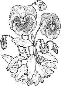 flower coloring pages - page 70