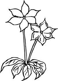 flower coloring pages - page 73