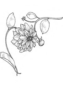 flower coloring pages - page 90