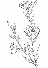 flower coloring pages - page 94