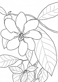 flower coloring pages - page 98