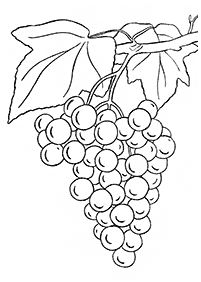 fruit coloring pages - page 16