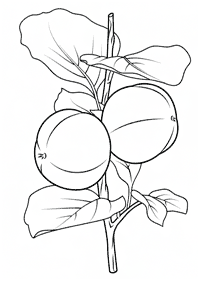 fruit coloring pages - page 56