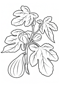 fruit coloring pages - page 79