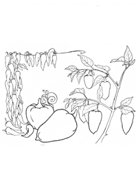 vegetable coloring pages - page 16