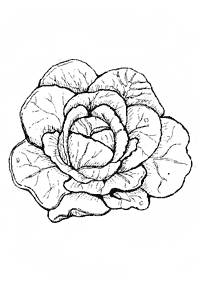 vegetable coloring pages - page 19