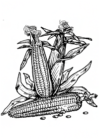 vegetable coloring pages - page 56