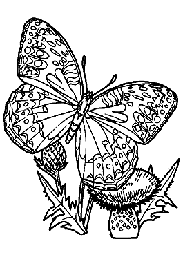 蝶の塗り絵