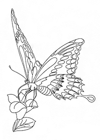 Kolorowanki z motylami – strona 34