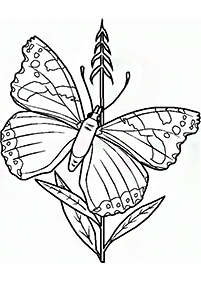 Kolorowanki z motylami – strona 80