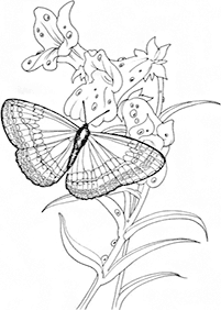 Kolorowanki z motylami – strona 81