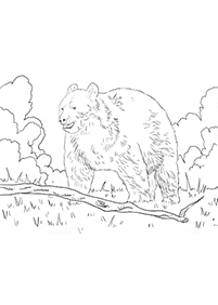 Kolorowanki z niedźwiedziami – strona 33