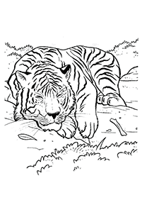 Tygrysie kolorowanki – strona 46