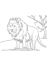 Desenhos de leões para colorir – Página de colorir 9