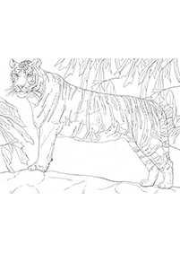 Desenhos de tigres para colorir – Página de colorir 17