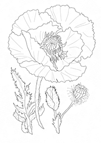Desenhos de flores para colorir - Página de colorir 110