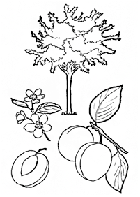 Desenhos de frutas para colorir - Página de colorir 44