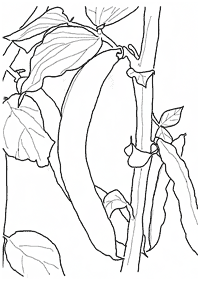 Desenhos de vegetais para colorir – Página de colorir 72