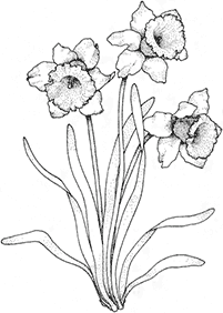 Blumen Malvorlagen - Seite 58