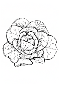 Gemüse Malvorlagen - Seite 19