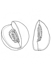 Obst Malvorlagen - Seite 52