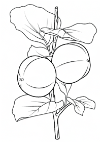 Obst Malvorlagen - Seite 56