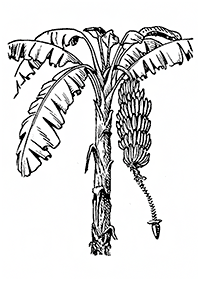 Obst Malvorlagen - Seite 8