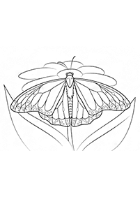 Schmetterlinge Malvorlagen - Seite 17