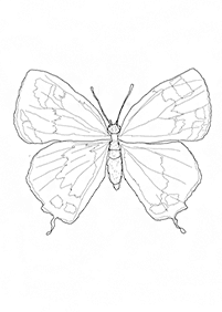 Schmetterlinge Malvorlagen - Seite 25