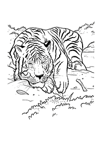 Tiger Malvorlagen - Seite 71