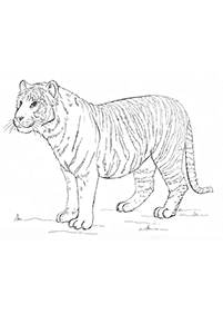 Tiger Malvorlagen - Seite 9