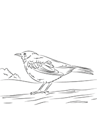 Vögel Malvorlagen - Seite 1