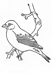 Vögel Malvorlagen - Seite 34