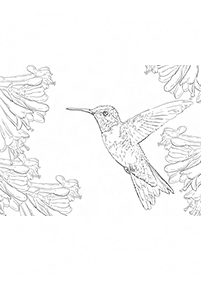 Vögel Malvorlagen - Seite 45