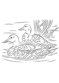 Vögel Malvorlagen - Seite 91