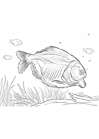Páginas para colorear de peces - página 61