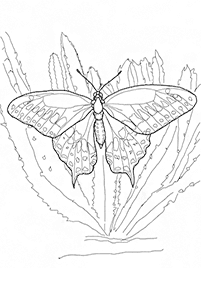 Páginas para colorear de mariposas - página 13
