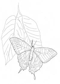 Páginas para colorear de mariposas - página 29