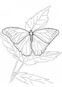Páginas para colorear de mariposas - página 33