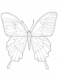 Páginas para colorear de mariposas - página 37