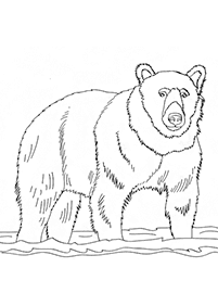 Páginas para colorear de osos - página 13