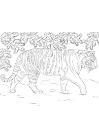 Páginas para colorear de tigres - página 13