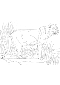 शेर रंग पृष्ठ - पृष्ठ 21