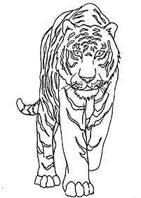 トラの塗り絵 - 15