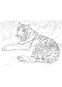トラの塗り絵 - 5