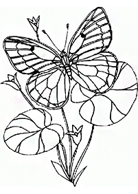 蝶の塗り絵 - 86