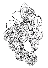 果物の塗り絵 - 88