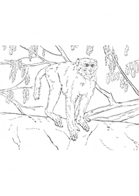 원숭이컬러링도안–컬러링(색칠)페이지1