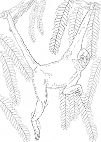 원숭이컬러링도안–컬러링(색칠)페이지25