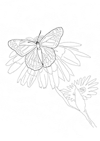 Kolorowanki z motylami – strona 45